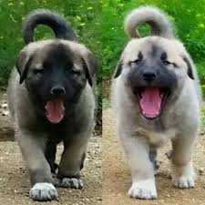 Kangal Yavrusu Arsivleri Kangal Yavrusu Fiyat Satilik Kangal Yavrulari