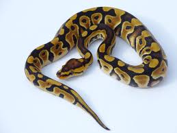 Maybe you would like to learn more about one of these? Gizmo Belgian Designer Morphs