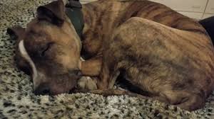 We finally found that a supplement of digestive enzymes and probiotics helped them a lot and makes it so they are not nearly so restless at. My Pitbull Twitching While Sleeping Youtube