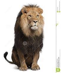 Photo About Lion Panthera Leo 8 Years Old Sitting In Front Of White Background Image Of Mane Vertical Lion 22173813 Lion Panthera Leo Panthera