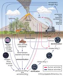 nitrogen cycle definition steps britannica