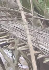 Image result for Millettia psilopetala