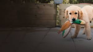 Une Vie De Chiot Replay Et Videos En Streaming France Tv