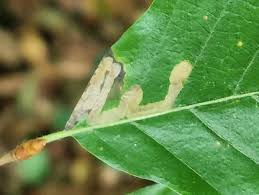 Image result for Stigmella confusella