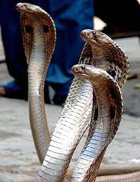 Life In The Fast Lane Deadly Animals Amphibians Reptiles And Amphibians