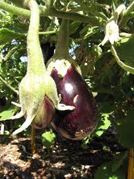 Image result for Solanum melongena