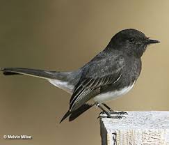 Their belly is covered with white plumage, while their back has streaks of brown, and black colors. Birds That Are Black And White