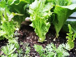 Romaine lettuce is scientifically known as lactuca sativa l. A Tip If You Grow Lettuce Very Dense And Tight To Each Other Make Sure The Bed Is Clean See Comment For More Gardeningpnw