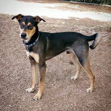 Is it more like the australian shepherd or the doberman? Australian Shepherd X Doberman Pinscher Mix Australian Cattle Dog Mix Dog Photos Unique Dog Breeds