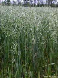 Image result for Avena sativa