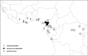 Image result for Warneckea sp.