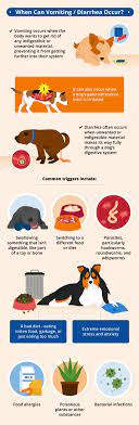 Pin On Dog Care