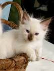 BABY BALINESE KITTENS 540-896-8090 - Home