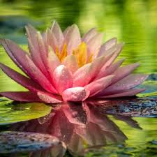 Image result for Nymphaea lotus