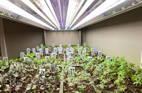 The registered agent on file for this company is kevin givens and is located at 3334 rochester road #108, troy, mi 48083. The Science Of Lighting Plants Indoors With Leslie Halleck Joe Gardener
