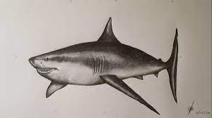 Se hacen 2 equipos que eligen, cada uno, a un lanzador y un bateador. Como Dibujar Un Tiburon Blanco Paso A Paso A Lapiz How To Draw A Shark Youtube