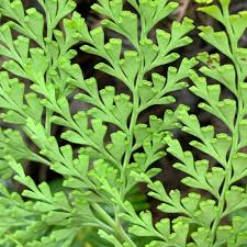 Image result for Odontosoria afra