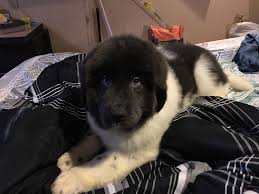 Shipping not available, but will work on delivery/pick up options. Newfoundland Dog Puppies For Sale Hamilton Oh 296756