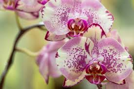 Taking care of any variety of orchid is easy. How To Take Care Of An Orchid Expert Advice From Alex Summers The English Garden