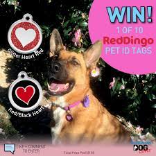 Maybe you would like to learn more about one of these? Competitions Australian Dog Lover