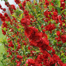 Oval to oblong, glossy dark. Chaenomeles Double Take Scarlet Shrub Quince Scarlet Thornless 2 Proven Winners Size Container Gardening Plants Seeds Bulbs Botani Com Au