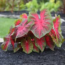 Image result for Caladium