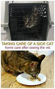 How To Take Care Of A Sick Cat After Seeing A Vet For Care Cats Sick Cat Cat In Heat