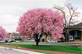 Jean for stories, plus play time with backhoes and shovels in the sand pit. Find Thundercloud Plum Prunus Cerasifera Thundercloud In Ringoes Flemington New Hope Doylestown Landscape Nursery Organic Raised Garden Beds Trees To Plant