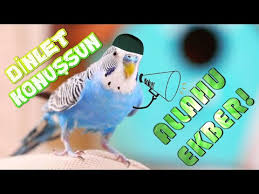 Allah Diyen Muhabbet Kusu ببغاء قائل الله أكبر Budgerigar Talking Allah 8 Hours Dinletkonussun Youtube