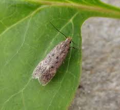 Image result for Bryotropha similis