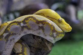 There are 2509 yellow white snake for sale on etsy, and they cost $50.52 on average. Yellow And White Snake On Brown Tree Branch Photo Free Moskva Image On Unsplash