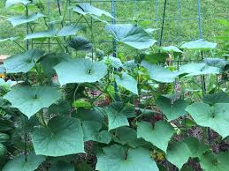 With that in mind, you have to make sure that you care for them properly to prevent it from dying from bottom up. Are My Cucumbers Too Crowded