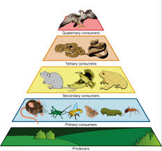 Check spelling or type a new query. Trophic Cascades And The Grand Canyon Region Education At The Center For Watershed Sciences