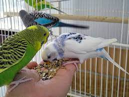 muhabbet kuslari hakkinda genel bilgiler ajanimo