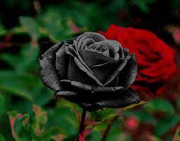 A black rose plant can add a touch of drama to any garden. Is There A Black Rose