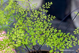 Image result for Adiantum