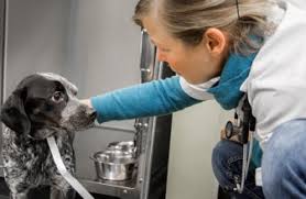 If you are looking to adopt a dog, cat, puppy or kitten in the atlanta area, please visit our shelter to see our wonderful pets. Pet Rescue Relief In Stone Mountain The Village Vets Stone Mountain Ga
