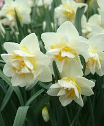 Double White Lion 8583 Selections From The John Scheepers Beauty From Bulbs Dutch Flower Bulbs Catalog Bulb Flowers Narcissus Flower Narcissus