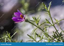 Image result for Chironia