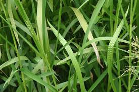 Image result for Glyceria