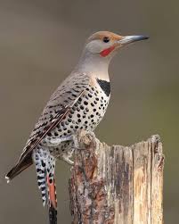 Birds Of North Idaho Northern Flicker Male Red Shafted Palouse River Idaho Usa Northern Flicker Little Birds Woodpecker