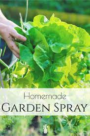 Homemade Pest Spray For Gardens Garden Bug Spray Garden Pest Spray Bug Spray For Plants