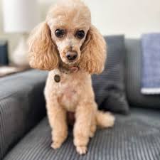 Doggie Stylez San Jose, CA