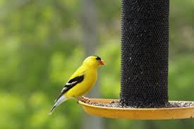 They are very easy to put together. 7 Best Bird Feeders For Small Birds In My Backyard 2021 Bird Watching Hq