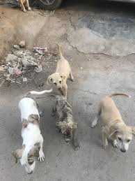 What to do if your dog dies at home. 6 Stray Dogs That Were Dying From Hunger I Did All I Could To Save Them But Now I Have To Let Them Go Sadly I M Out Of Money Pics