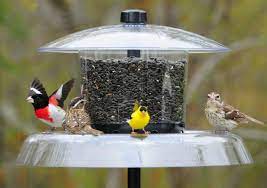 Look no further because we have the best guide on the internet. Top 10 Best Squirrel Proof Bird Feeders For 2021 Reviews Orbirds