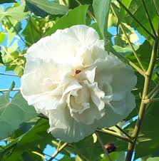 Maybe you would like to learn more about one of these? Hibiscus Syriacus Jeanne D Arc Plantes Exterieures
