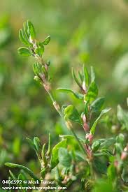 Image result for Polygonum aviculare