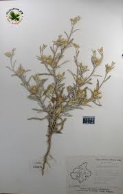 Image result for Dicoma tomentosa