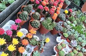 126 & 128 jalan pintal tali. Top 10 Plant Nurseries In Penang Tallypress